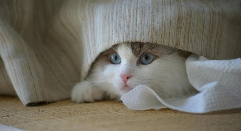 Így tanítsd meg a macskádat az alomtálca használatára