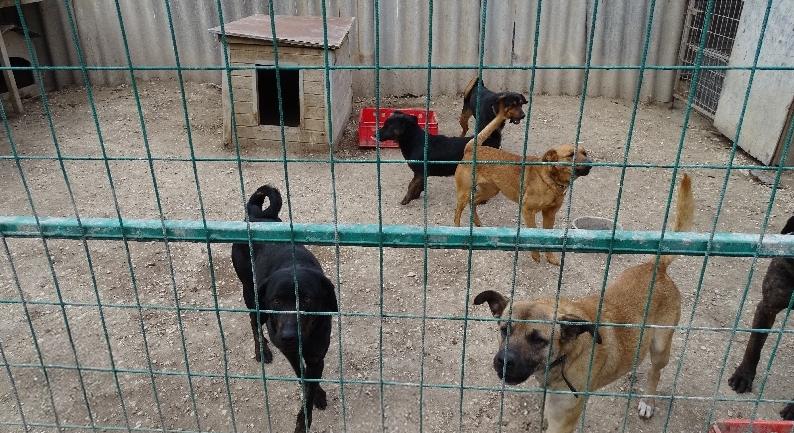 „Cafatokra tépték a lányomat” – 6 kutya támadt rá a 13 éves kislányra Zsámbékon, súlyosabb büntetést kérnek a gazdára