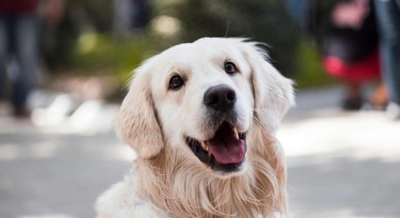 Ő a Debreceni Egyetem legcukibb munkatársa – Doppler, a terápiás golden retriever segíti mostantól a hallgatókat