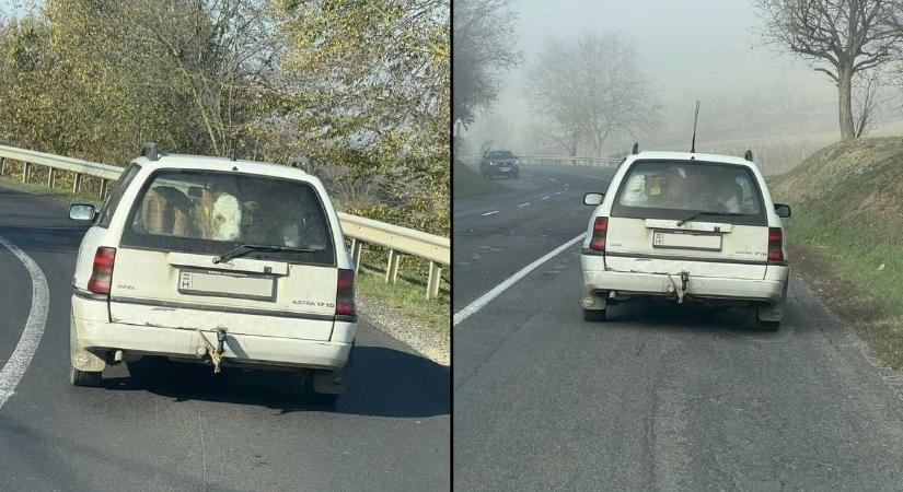Így szállítottak egy egész tehenet egy Opelben – hihetetlen, de igaz!