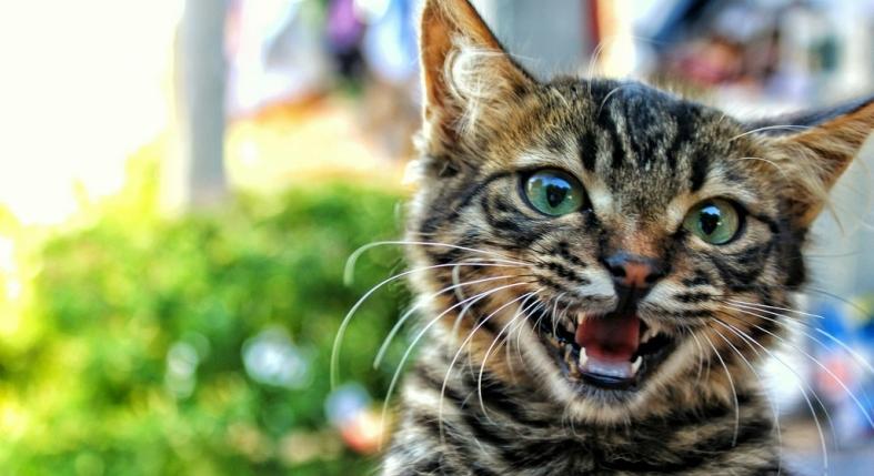 Melyik nyávogás mit jelent a macskánál? Így fejtsd meg, mit üzen a cicád!