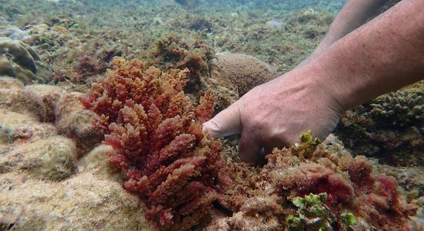 Meglepő módon veszik fel a harcot a mezőgazdaság mumusa ellen
