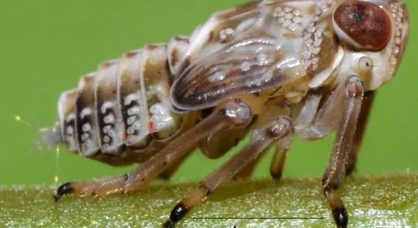 Fogaskerekek működtetik egy apró rovar lábait