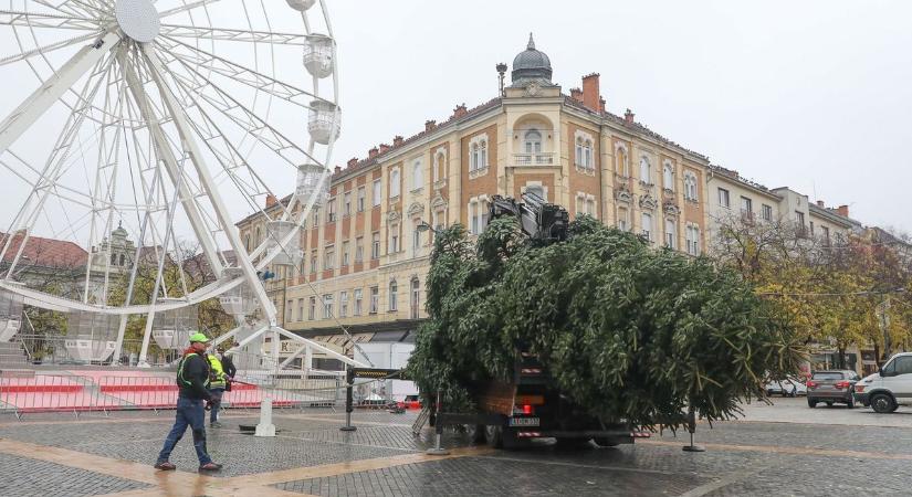 A Petőfi-telepről érkezett Szombathely idei karácsonyfája – hétfőn reggel zuhogó esőben vágták ki (fotók, videó)