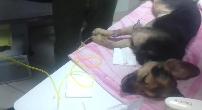 Felfoghatatlan brutalitás: felakasztott kutyát mentettek meg Magyarbángyesen