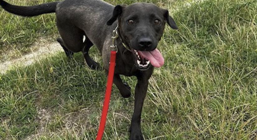 Gazdikereső: Marie, a jólelkű atomrobbanás