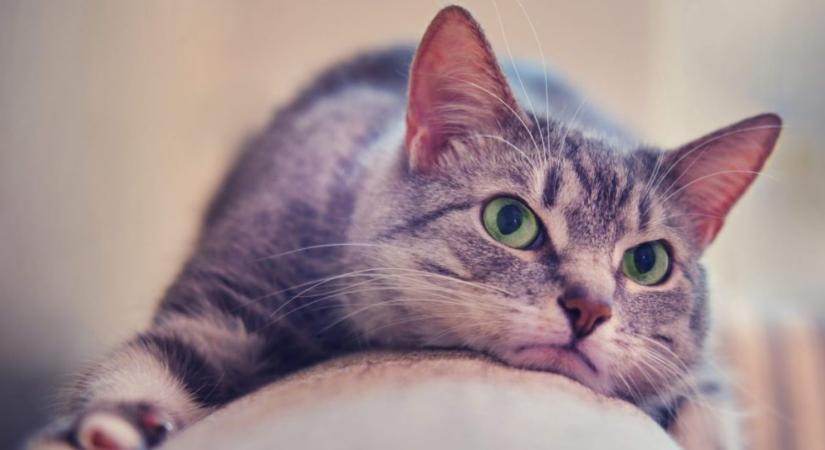 Ezt érzi valójában a macskád, amikor megsértődik