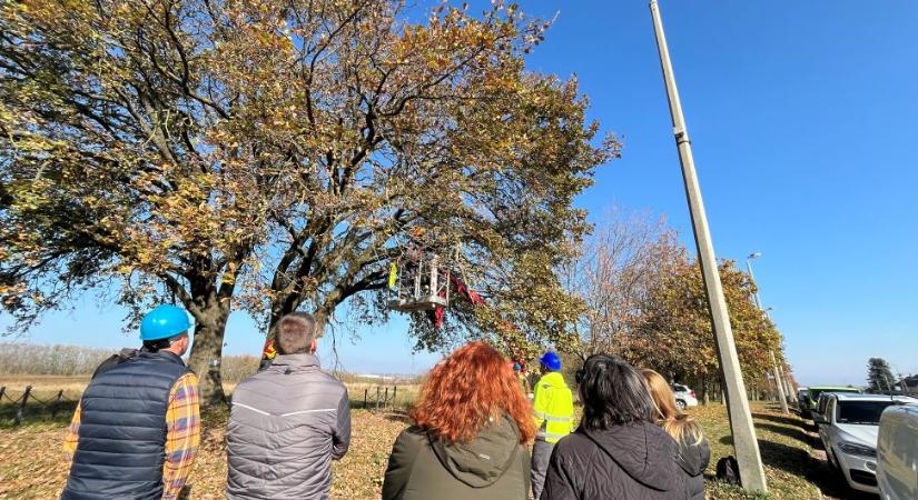 Ápolómetszést végeztek a kocsányos tölgyön