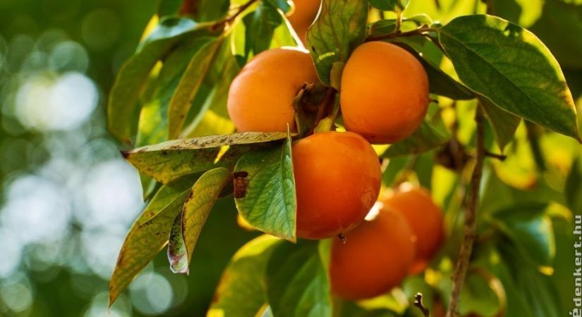 Datolyaszilva ültetése: ha ezekre figyelsz ültetésnél, akkor rengeteget terem