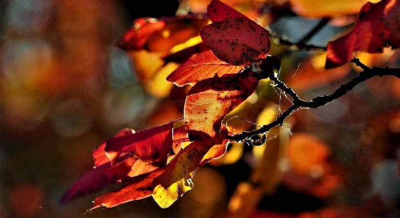 Hol bukkanhatnak fel a NAV revizorai a 47. héten?