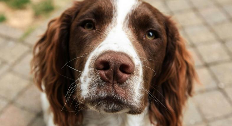 Fűmag okozta egy kutya halálát - a gazdája figyelmezteti a kedvenceikkel sétálókat