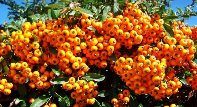 Milyen növényeket tilos házfal mellé ültetni?