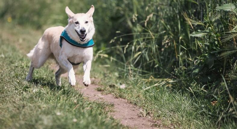 Így élhet tovább a kutyád – 7 dolog, amit gazdiként megtehetsz érte