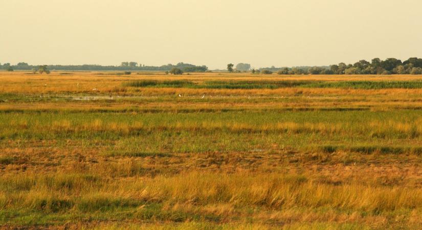 Ritka állat került a kamerák elé a mórahalmi pusztán – a helyiek is meglepődtek