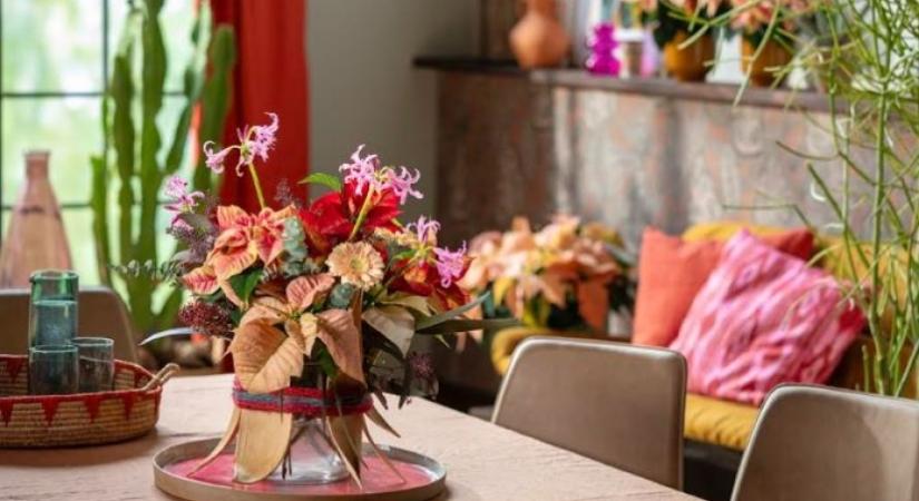 Mikulásvirág: egy csillag minden hangulathoz