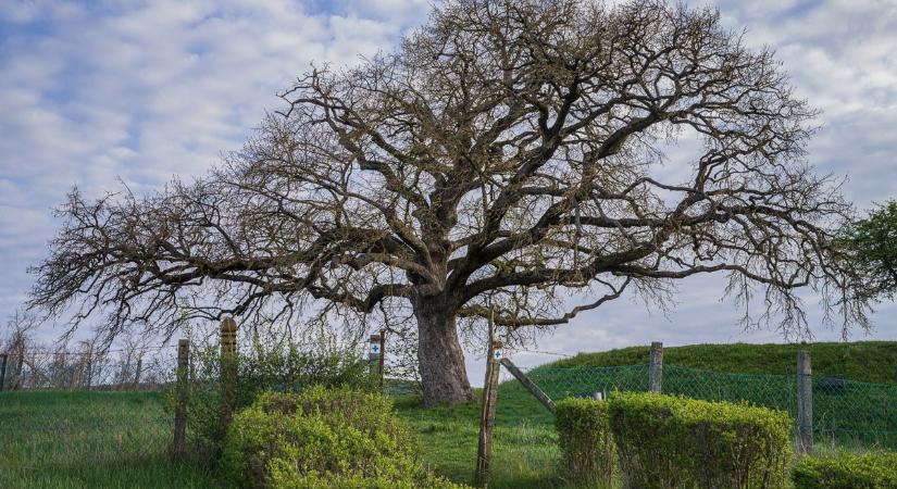 Így még nem láttad Magyarország fáit! Mutatjuk a Matuzsálemeket