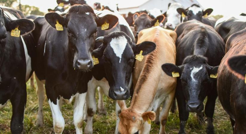 Lassú haladás, növekvő kockázatok – távol a klímacéloktól az élelmiszerrendszer