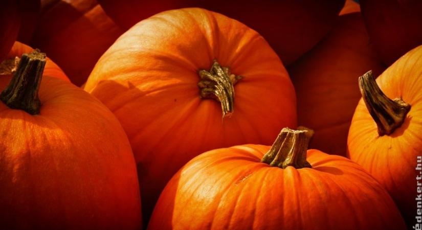 Mit tegyünk halloween után a tökökkel?