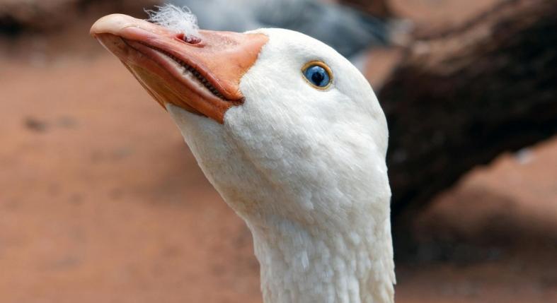 A libák felismerik a gazdájukat, és kimutatják, ha valakit szeretnek – 7 meglepő tény, amit eddig nem tudtál róluk