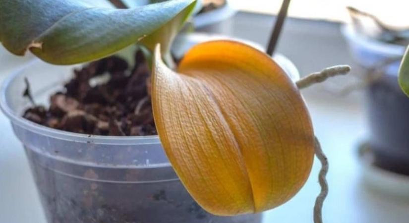 Mitől sárgulhat az orchidea levele?