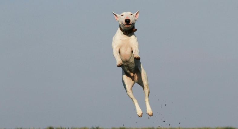 Hogyan lehet leszoktatni a kutyát az ugrálásról?