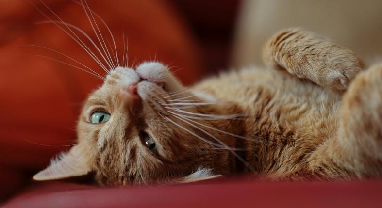 Miért dörgölőznek hozzánk a macskák?