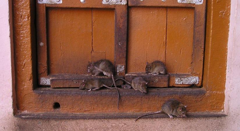 Fotó: Brutális patkányinvázió van Tatabányán, ellepték az utakat és a lakásokat a rágcsálók