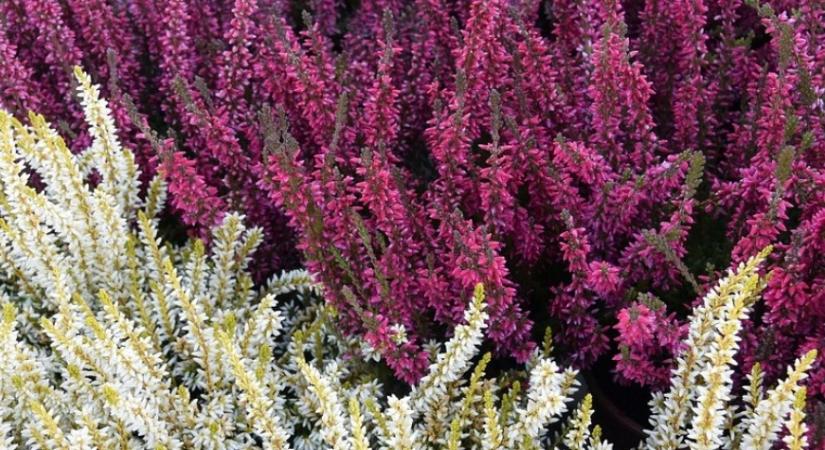 Mi a különbség a csarab és a hanga között – két hasonló, mégis különböző szépség a kertben