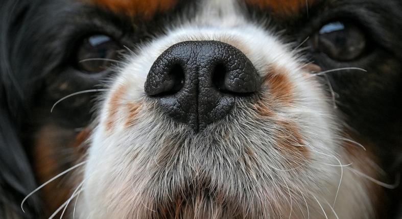 Mi az a függőleges barázda a kutya orrán? Apró részlet, hatalmas jelentőség!