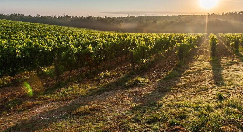 Földet venne? Itt a 10 hektár alatti állami területek programja