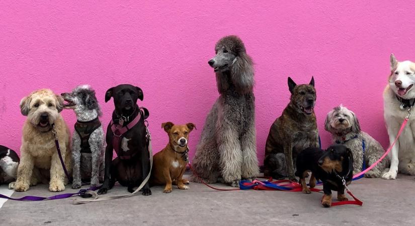 Amikor a farkas úgy döntött, hogy inkább a kanapét választja – a kutyadiverzitás meglepő, humortól sem mentes története