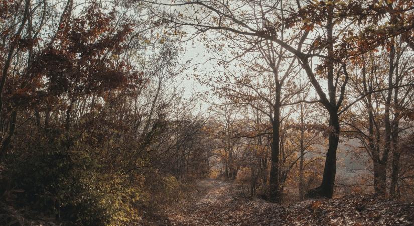 Rejtélyes helyen bukkantak a hetek óta eltűnt idős asszonyra, tragikus véget ért a keresés