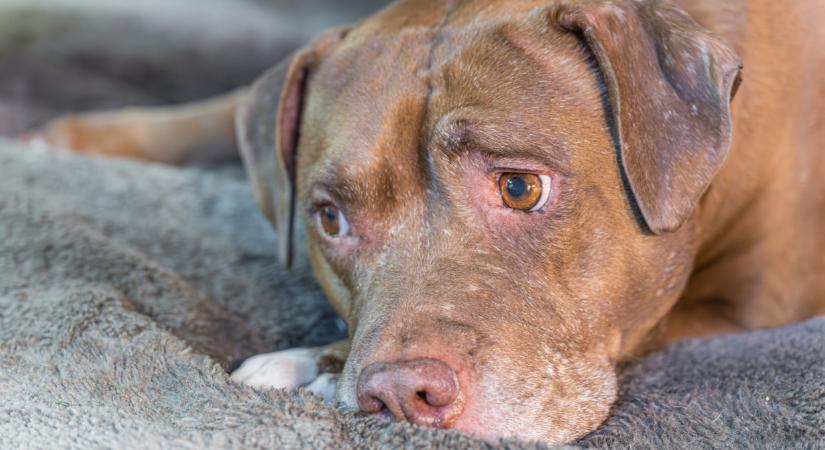 Kész horror, mennyibe kerül egy idős eb: havi 50-60 ezer csak a gyógyszere - Siófokon már nyugdíjalapot indítanak