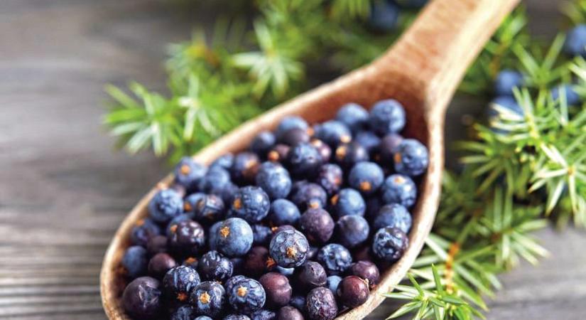 Új márkanagykövetet nevezett ki a Premium Gin Hungary