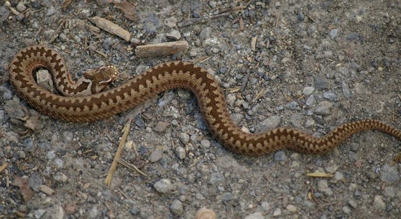 Keresztes viperát regisztráltak Magyarországon