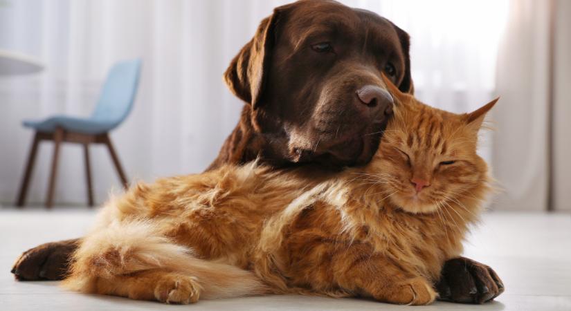 Ezt sokan nem tudták: súlyos betegséget is jelezhet, ha ezt csinálja a macskád vagy a kutyád - vidd azonnal állatorvoshoz!