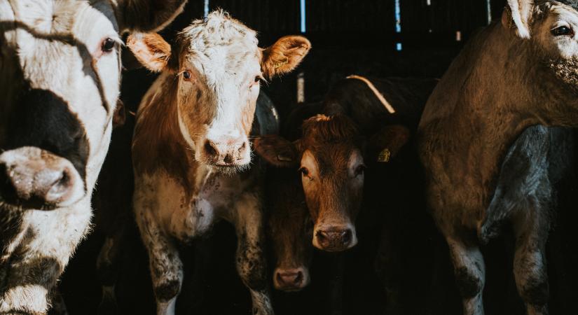 Újabb lépfenés esetet jelentettek Békés megyéből