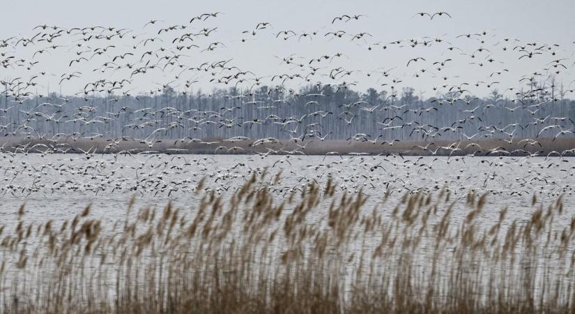 Átterjedt az emberre a H5N5 madárinfluenza-vírus
