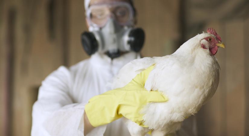 Áttört a vírus: H5N5 fertőzést diagnosztizáltak egy embernél