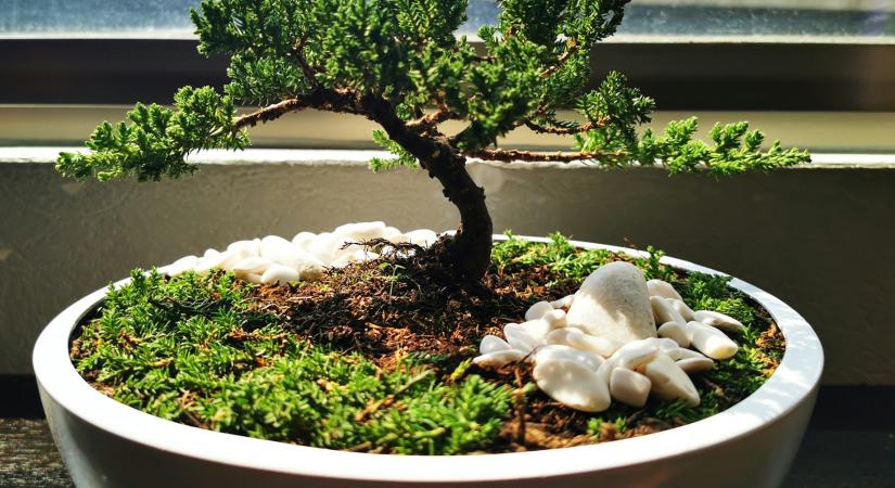3 trükk, hogy a bonsai bármilyen lakásban jól érezze magát
