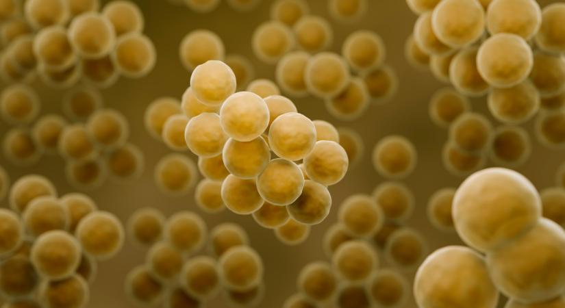 Itt az első vizsgálat eredménye: ez állhat a tömeges ételmérgezés hátterében, mely több száz óvodást érintett Budapesten