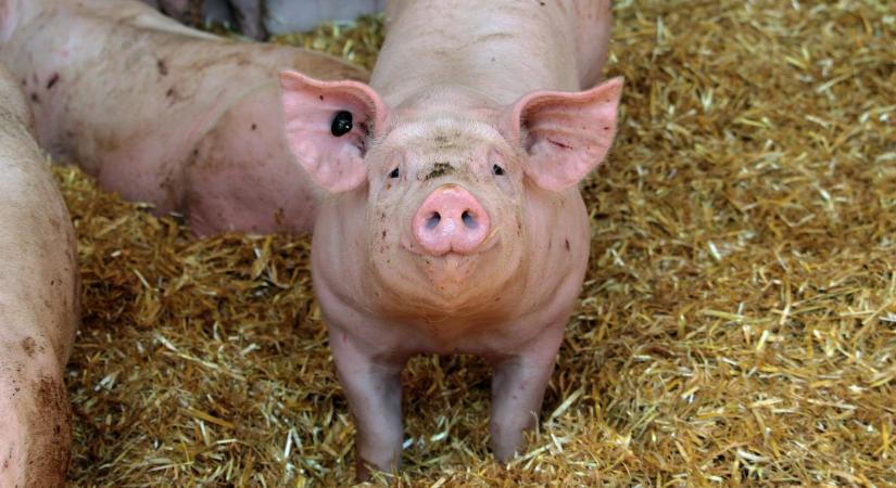 Dráma a sertéspiacon: mélyrepülésben az árak, veszélyben a termelők fejlesztései