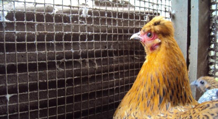 Először fertőzött meg embert a madárinfluenza H5N5 változata