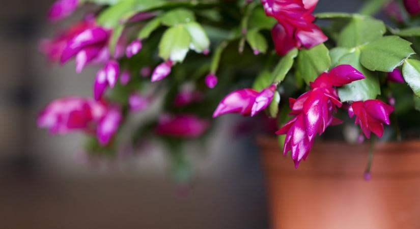 Ezekre is figyelj, hogy virágozzon a karácsonyi kaktusz