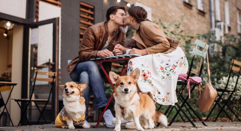 Társkereső indult a gazdiknak: íme a kutyás-macskás Tinder, hogy ne csak négylábú társad legyen