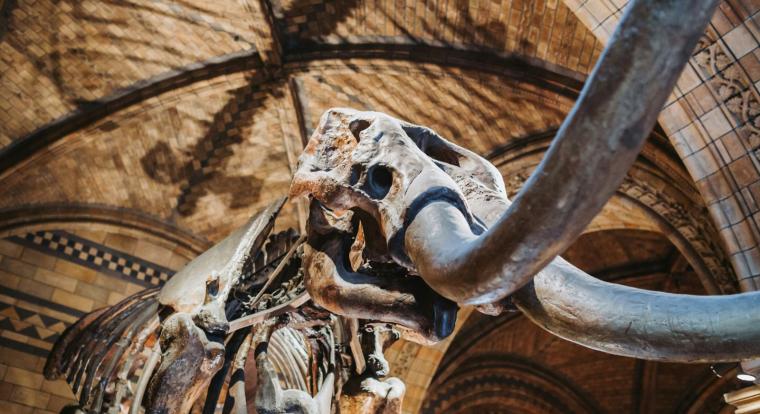 Most először sikerült rekonstruálni egy mamut teljes RNS-ét