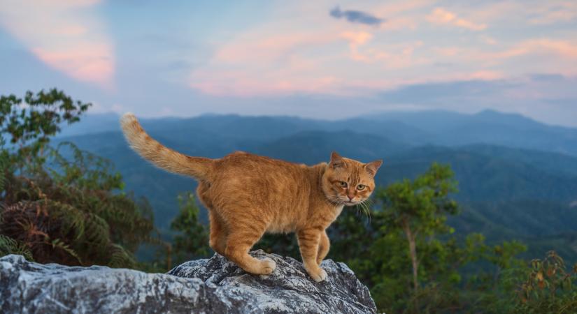 Ezért kóborolhat messzire egy macska