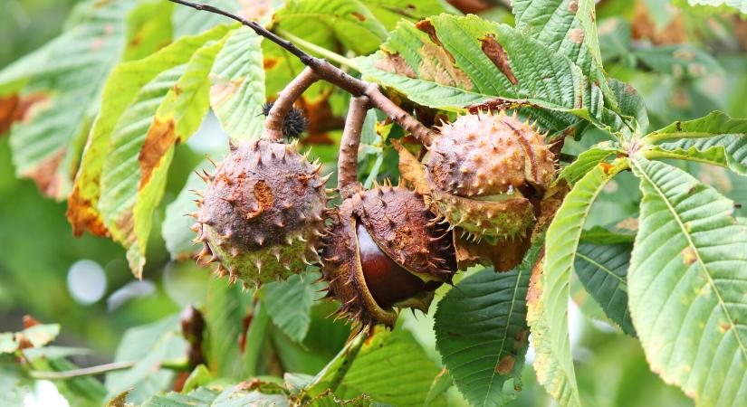 Az emberekre és a kutyákra is mérgező ez a termés – Vigyázz, ne keverd össze az ehetővel!