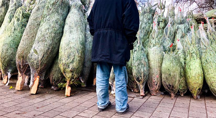Ezrekkel drágul a karácsonyfa, de megtömheti a zsebét, aki elszegődik a szezonra