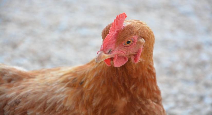 Veszélyes vírus-fejlemény: eddig veszélytelen madárinfluenza altípus okozott emberi megbetegedést